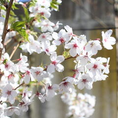 Višeň jedoská - Prunus yedoensis