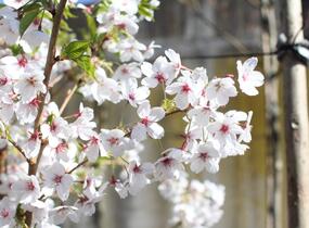 Višeň jedoská - Prunus yedoensis