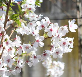 Višeň jedoská - Prunus yedoensis