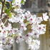 Prunus yedoensis.JPG