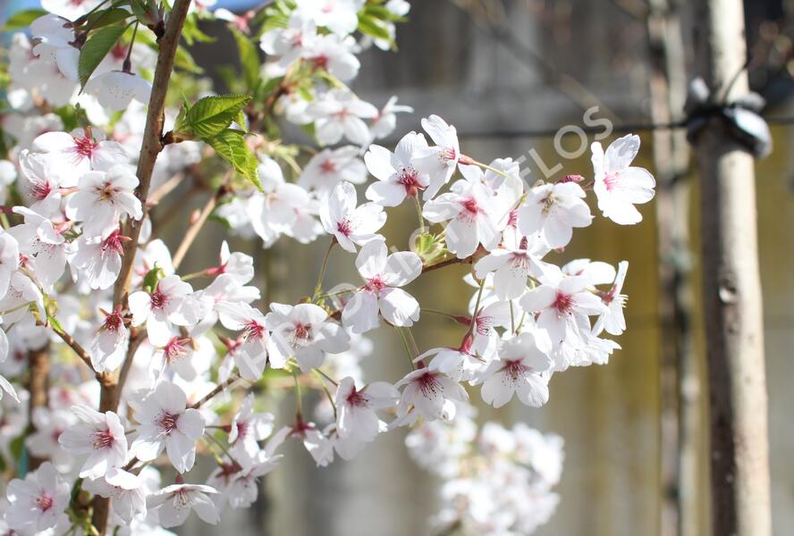 Višeň jedoská - Prunus yedoensis