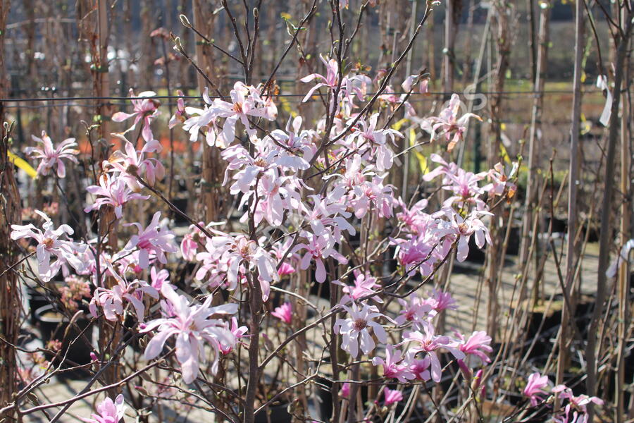 Šácholan hvězdokvětý 'Rosea' - Magnolia stellata 'Rosea'