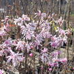 Šácholan hvězdokvětý 'Rosea' - Magnolia stellata 'Rosea'