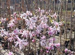Šácholan hvězdokvětý 'Rosea' - Magnolia stellata 'Rosea'
