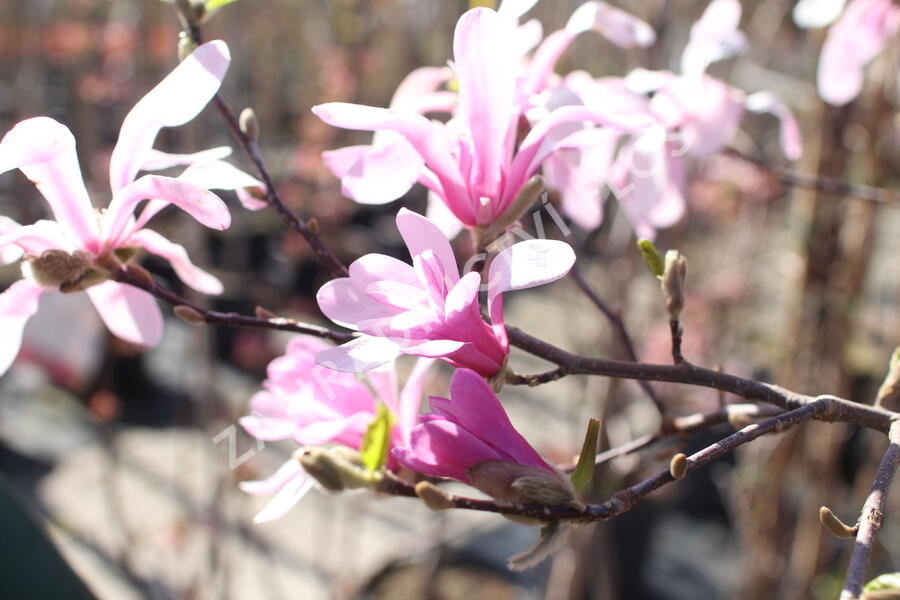 Šácholan hvězdokvětý 'Rosea' - Magnolia stellata 'Rosea'