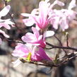 Šácholan hvězdokvětý 'Rosea' - Magnolia stellata 'Rosea'