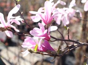 Šácholan hvězdokvětý 'Rosea' - Magnolia stellata 'Rosea'