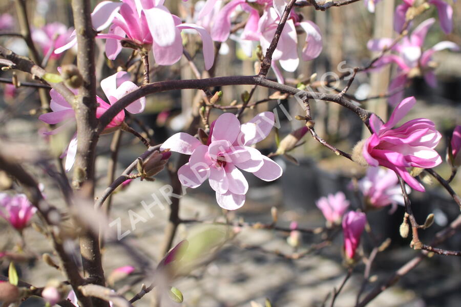 Šácholan hvězdokvětý 'Rosea' - Magnolia stellata 'Rosea'