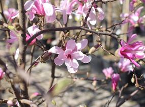 Šácholan hvězdokvětý 'Rosea' - Magnolia stellata 'Rosea'