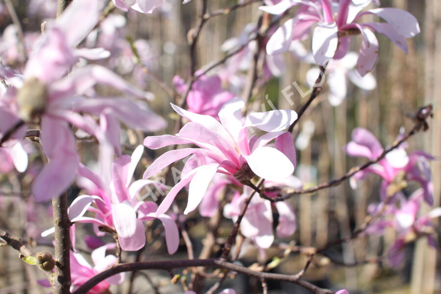 Šácholan hvězdokvětý 'Rosea' - Magnolia stellata 'Rosea'