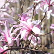 Šácholan hvězdokvětý 'Rosea' - Magnolia stellata 'Rosea'