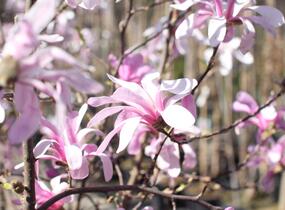 Šácholan hvězdokvětý 'Rosea' - Magnolia stellata 'Rosea'