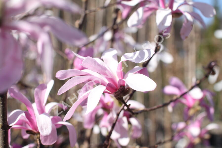 Šácholan hvězdokvětý 'Rosea' - Magnolia stellata 'Rosea'