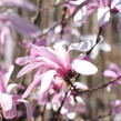 Šácholan hvězdokvětý 'Rosea' - Magnolia stellata 'Rosea'