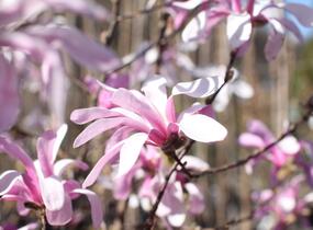 Šácholan hvězdokvětý 'Rosea' - Magnolia stellata 'Rosea'