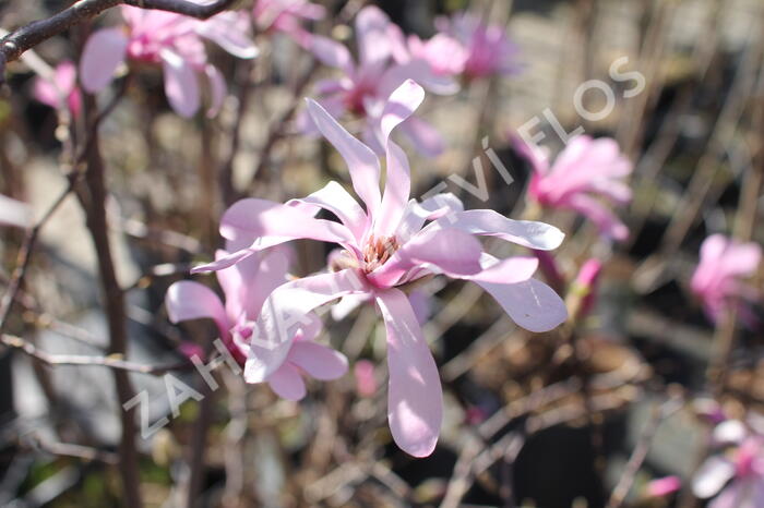 Šácholan hvězdokvětý 'Rosea' - Magnolia stellata 'Rosea'