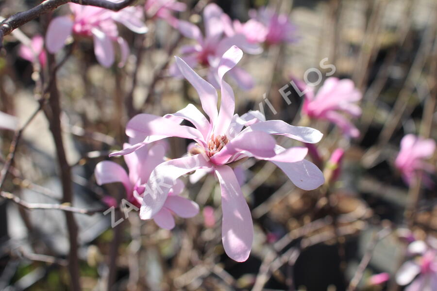Šácholan hvězdokvětý 'Rosea' - Magnolia stellata 'Rosea'