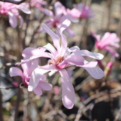 Šácholan hvězdokvětý 'Rosea' - Magnolia stellata 'Rosea'