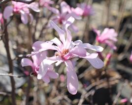 Šácholan hvězdokvětý 'Rosea'