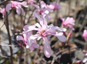 Šácholan hvězdokvětý 'Rosea' - Magnolia stellata 'Rosea'