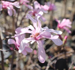 Šácholan hvězdokvětý 'Rosea' - Magnolia stellata 'Rosea'