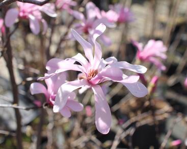 Šácholan hvězdokvětý 'Rosea'