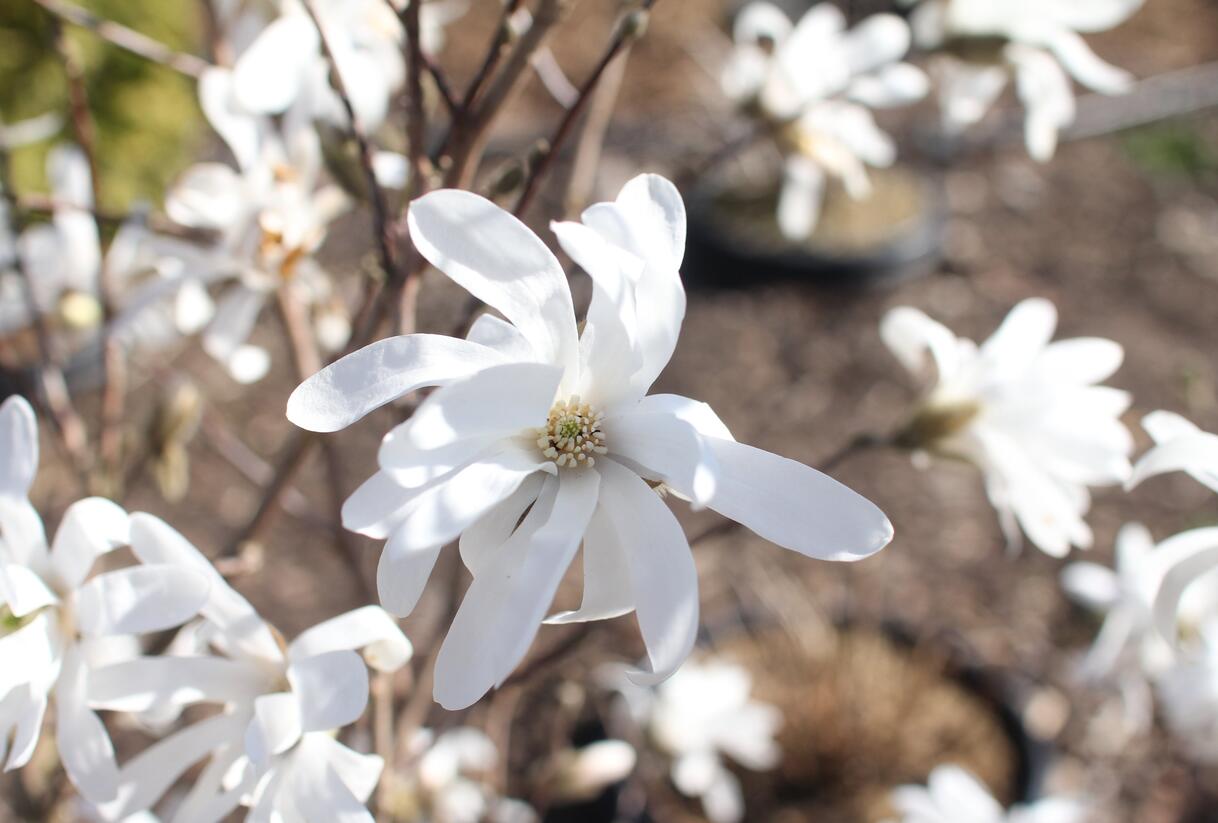 Šácholan hvězdokvětý - Magnolia stellata