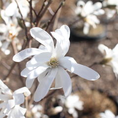 Šácholan hvězdokvětý - Magnolia stellata