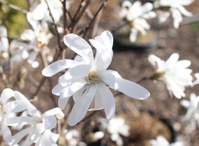 Šácholan hvězdokvětý - Magnolia stellata
