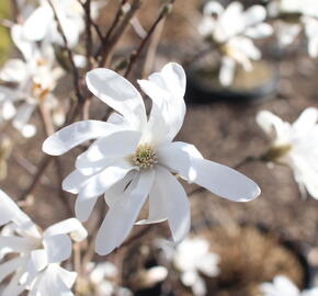 Šácholan hvězdokvětý - Magnolia stellata