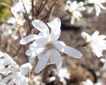 Šácholan hvězdokvětý