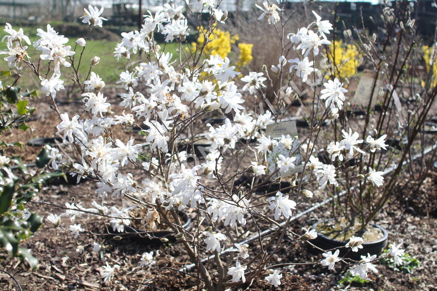 Šácholan hvězdokvětý - Magnolia stellata