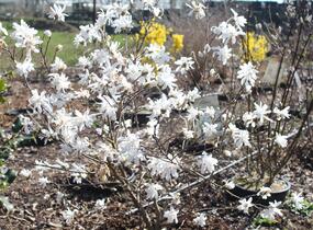 Šácholan hvězdokvětý - Magnolia stellata