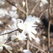 Šácholan hvězdokvětý - Magnolia stellata