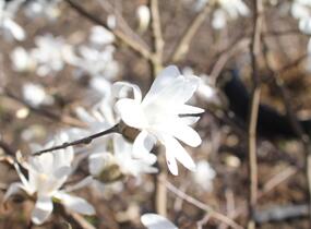 Šácholan hvězdokvětý - Magnolia stellata