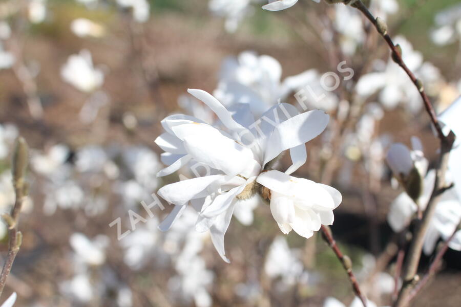 Šácholan hvězdokvětý - Magnolia stellata