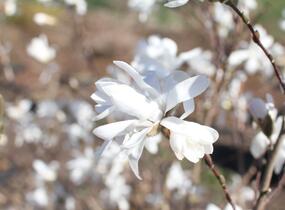 Šácholan hvězdokvětý - Magnolia stellata