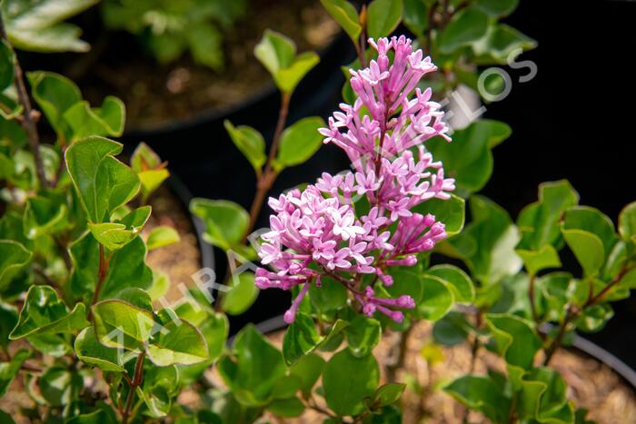 Šeřík Meyerův 'Palibin' - Syringa meyeri 'Palibin'