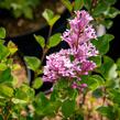 Šeřík Meyerův 'Palibin' - Syringa meyeri 'Palibin'