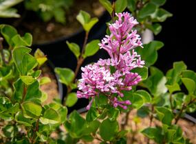 Šeřík Meyerův 'Palibin' - Syringa meyeri 'Palibin'