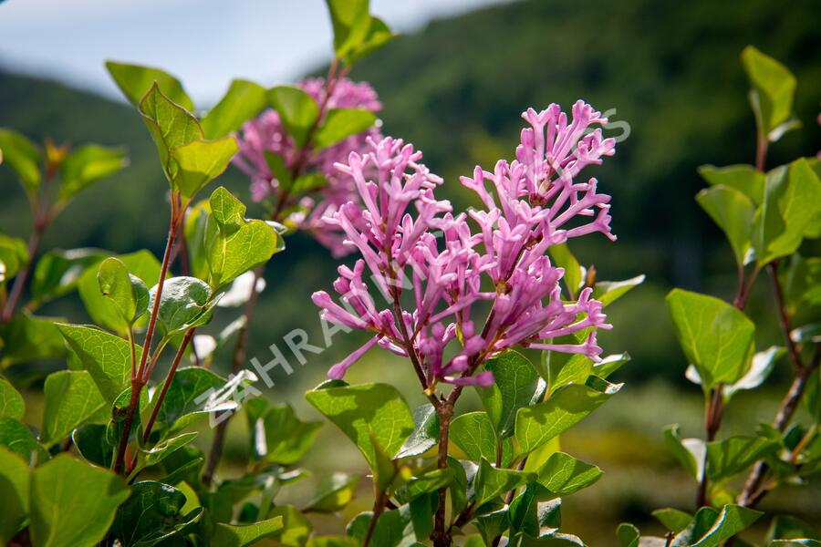 Šeřík Meyerův 'Palibin' - Syringa meyeri 'Palibin'