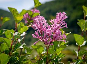 Šeřík Meyerův 'Palibin' - Syringa meyeri 'Palibin'