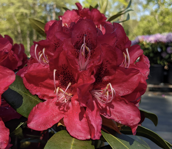 Pěnišník 'Karl Naue' - Rhododendron 'Karl Naue'