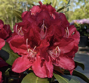 Pěnišník 'Karl Naue'