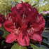 Rhododendron 'Karl Naue'.png