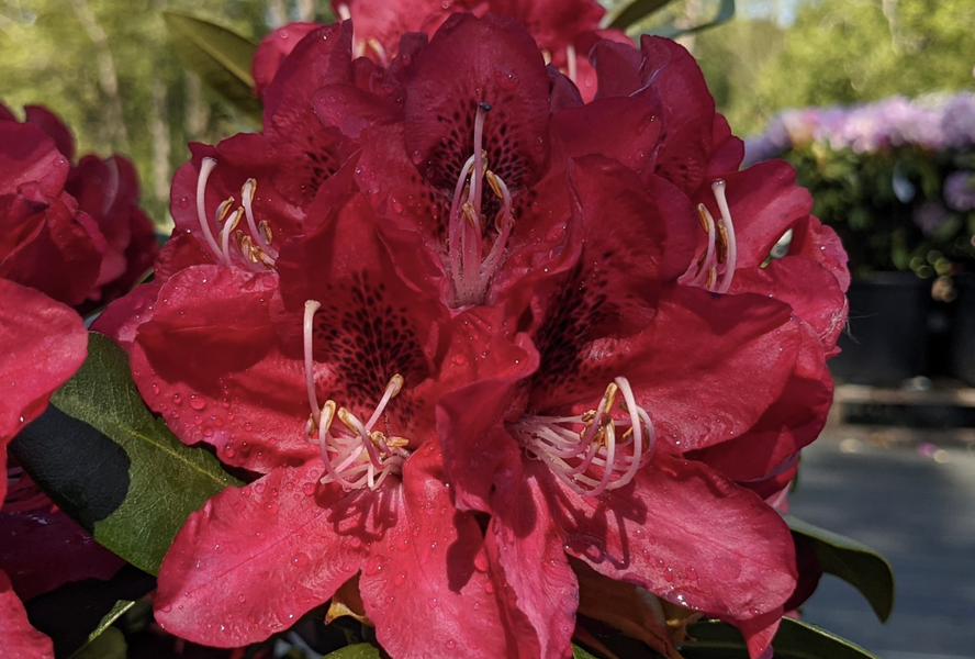 Pěnišník 'Karl Naue' - Rhododendron 'Karl Naue'