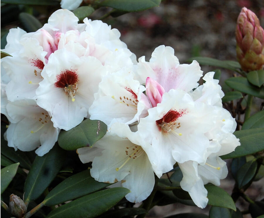Pěnišník 'Bohlken's Snowfire' - Rhododendron (Y) 'Bohlken's Snowfire'