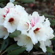 Pěnišník 'Bohlken's Snowfire' - Rhododendron (Y) 'Bohlken's Snowfire'
