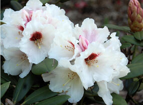 Pěnišník 'Bohlken's Snowfire' - Rhododendron (Y) 'Bohlken's Snowfire'