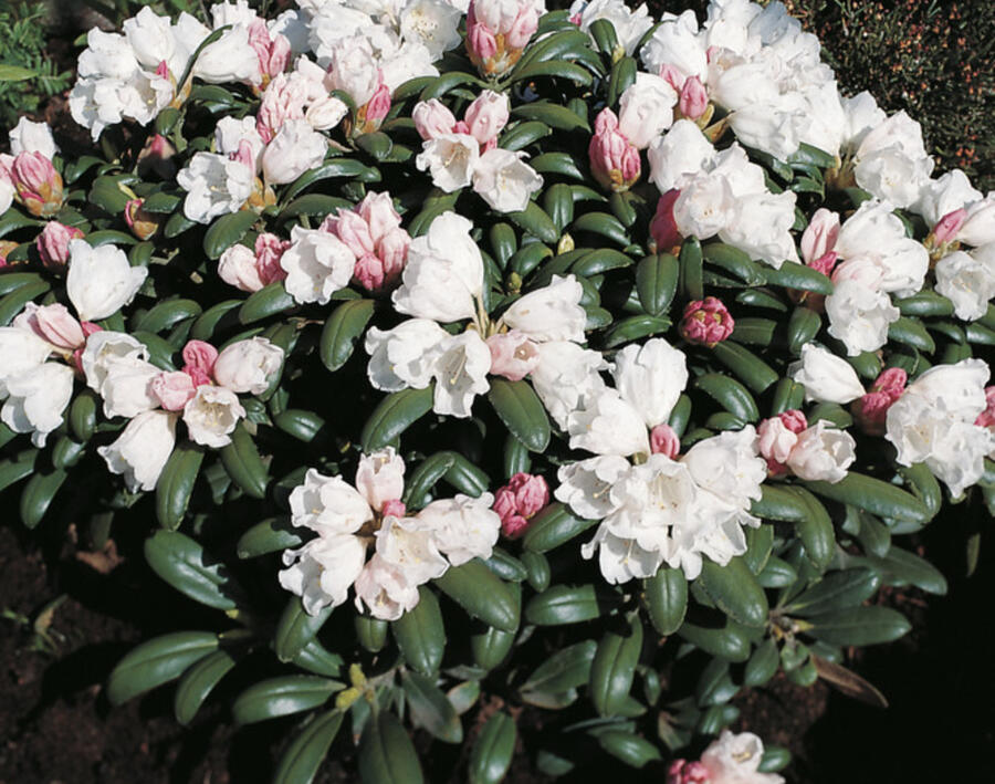 Pěnišník 'Schneekissen' - Rhododendron (Y) 'Schneekissen'